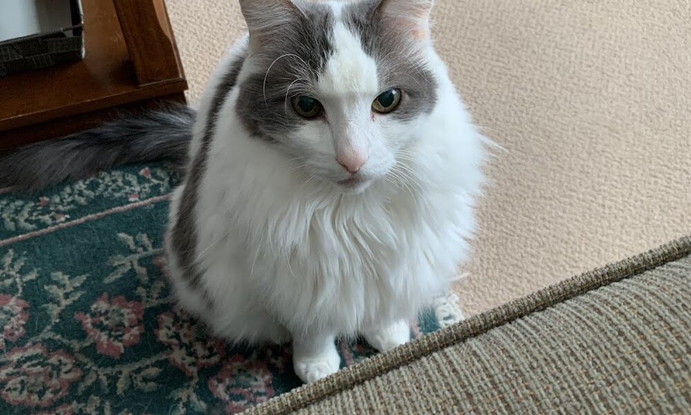 Kitty Kompany Pet Sitting Services