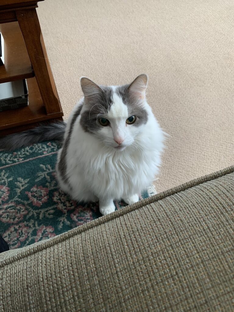 Kitty Kompany Pet Sitting Services